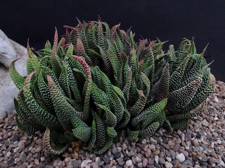 Tulista minima var. poellnitziana aka Haworthia minima var. poellnitziana