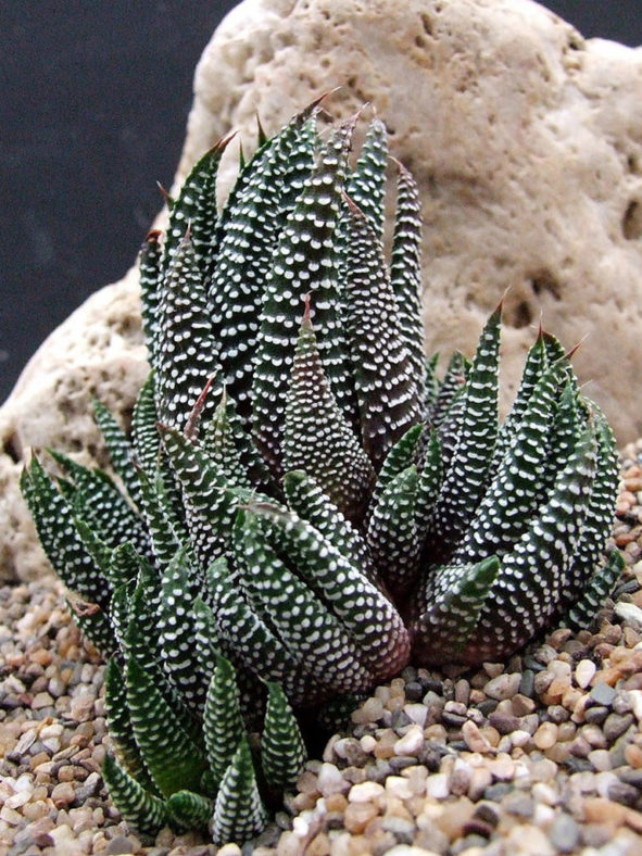 Tulista minima var. poellnitziana aka Haworthia minima var. poellnitziana