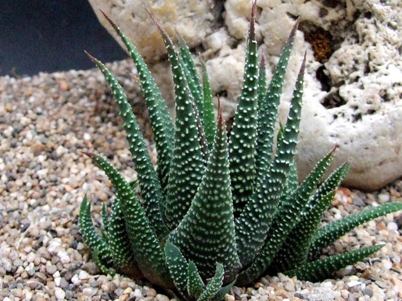 Tulista minima var. poellnitziana aka Haworthia minima var. poellnitziana