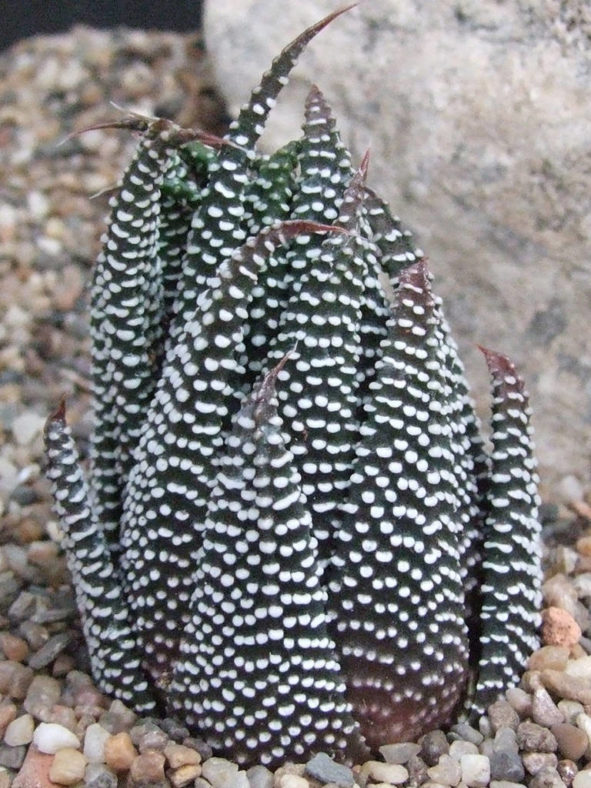 Tulista minima var. poellnitziana aka Haworthia minima var. poellnitziana