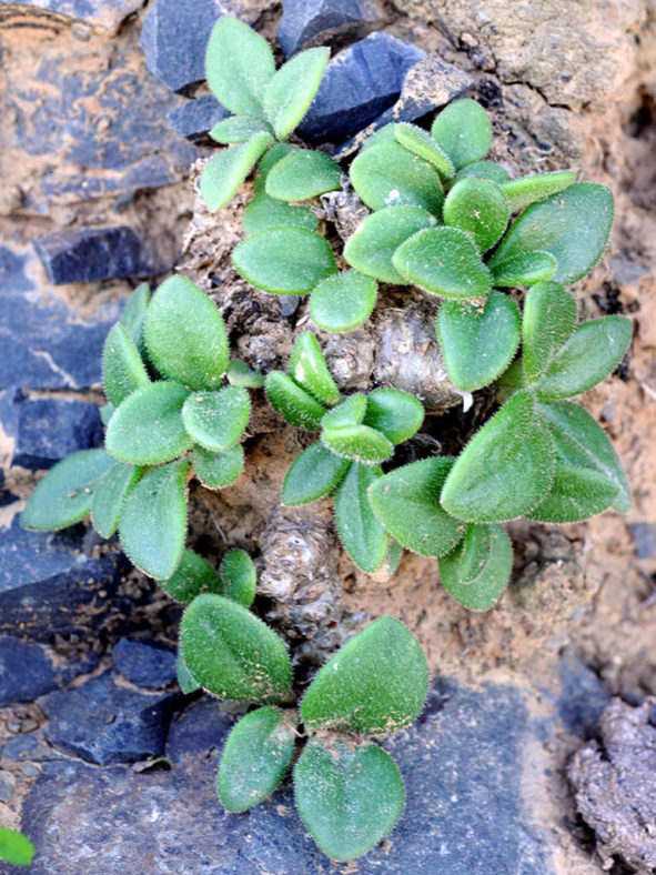 Tylecodon faucium