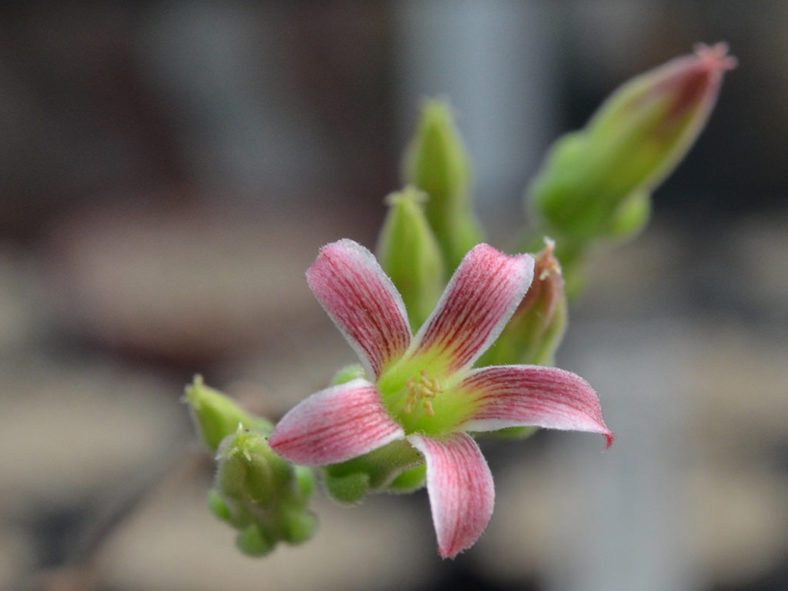 Tylecodon faucium