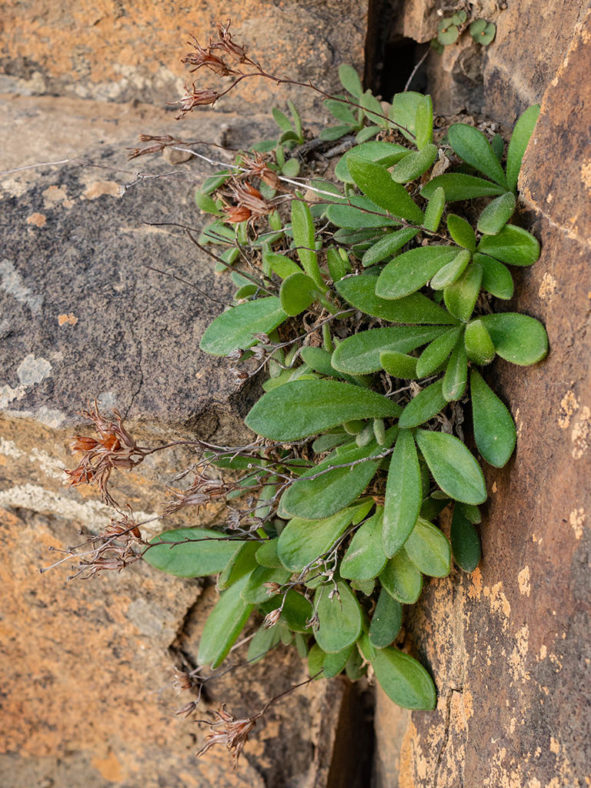 Tylecodon faucium