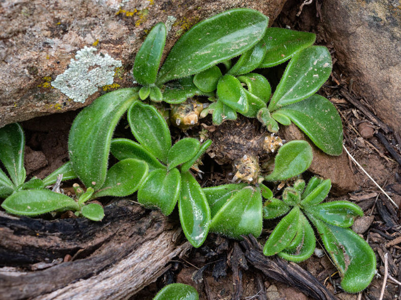 Tylecodon faucium