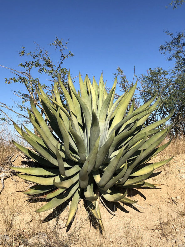 Agave aurea (Baja California Sur Century Agave)