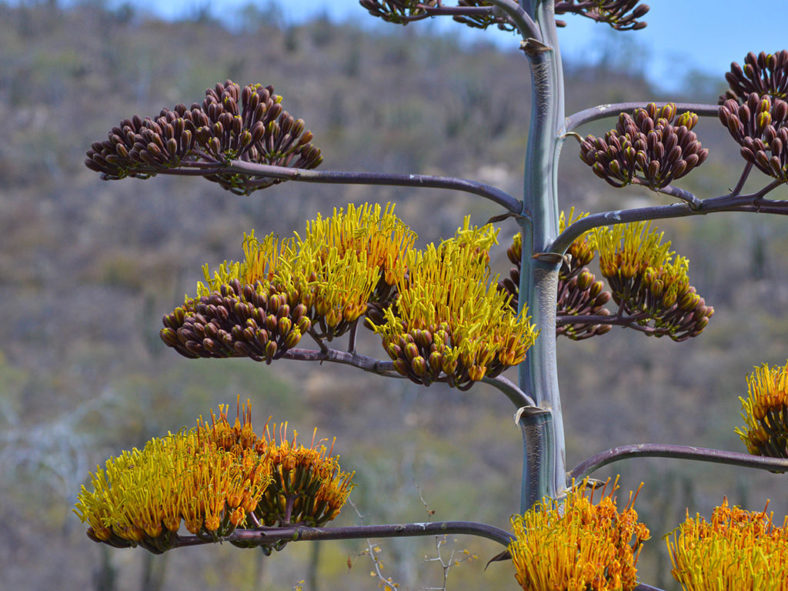 Agave aurea (Baja California Sur Century Agave)