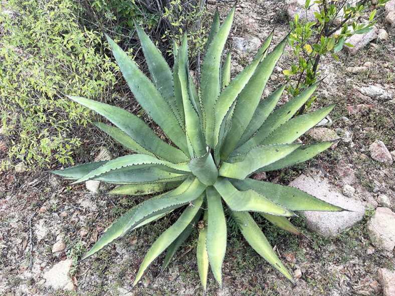 Agave aurea (Baja California Sur Century Agave)