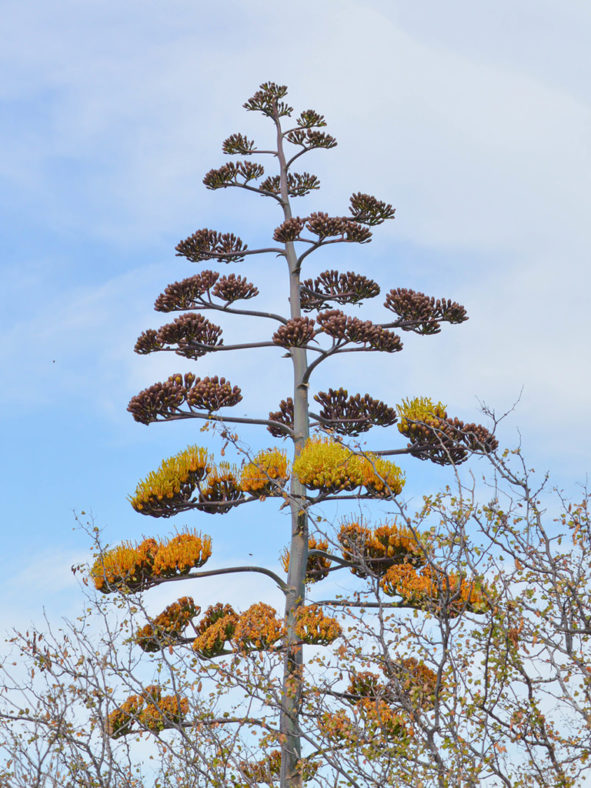 Agave aurea (Baja California Sur Century Agave)