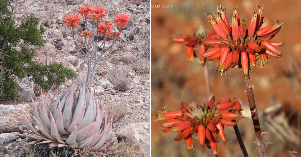 Aloe hereroensis (Sand Aloe) - World of Succulents