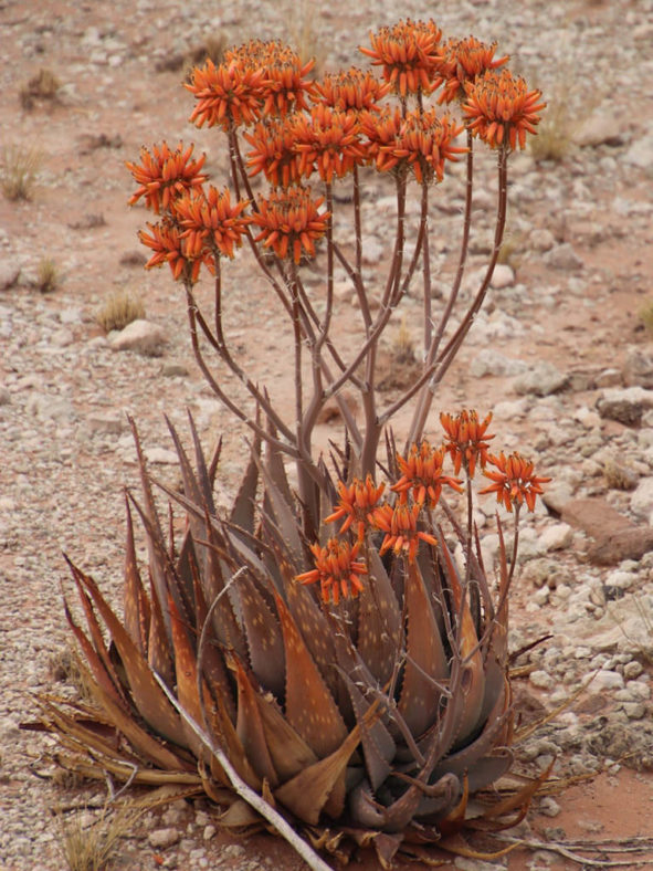 Aloe hereroensis (Sand Aloe)