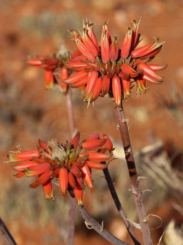 Aloe hereroensis (Sand Aloe)