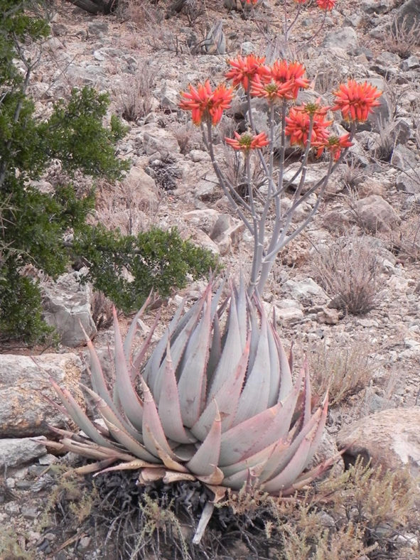 Aloe hereroensis (Sand Aloe)