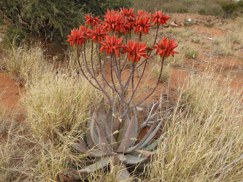 Aloe hereroensis (Sand Aloe)