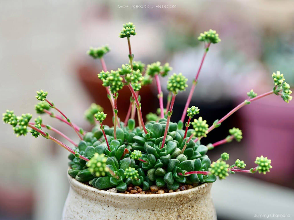 Crassula 'Fernwood'