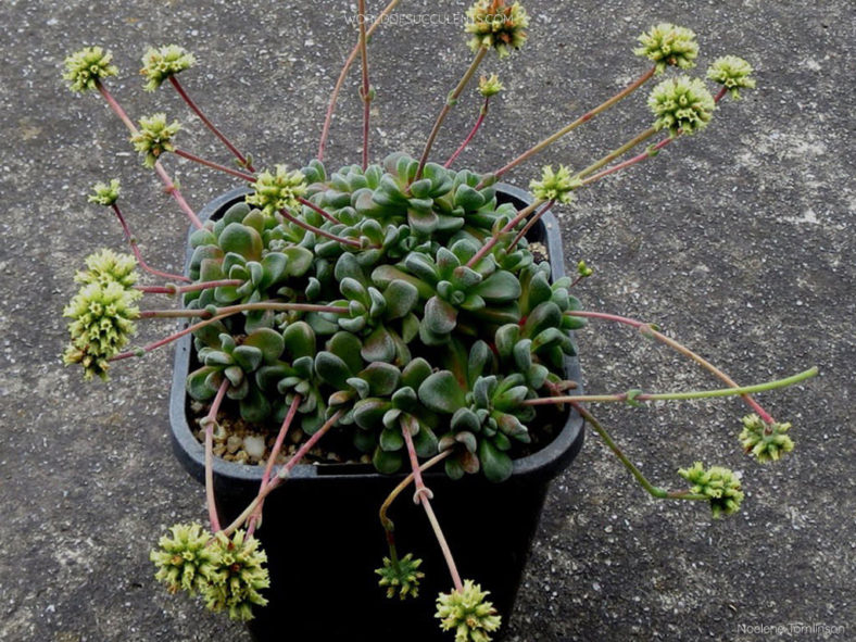 Crassula 'Fernwood'