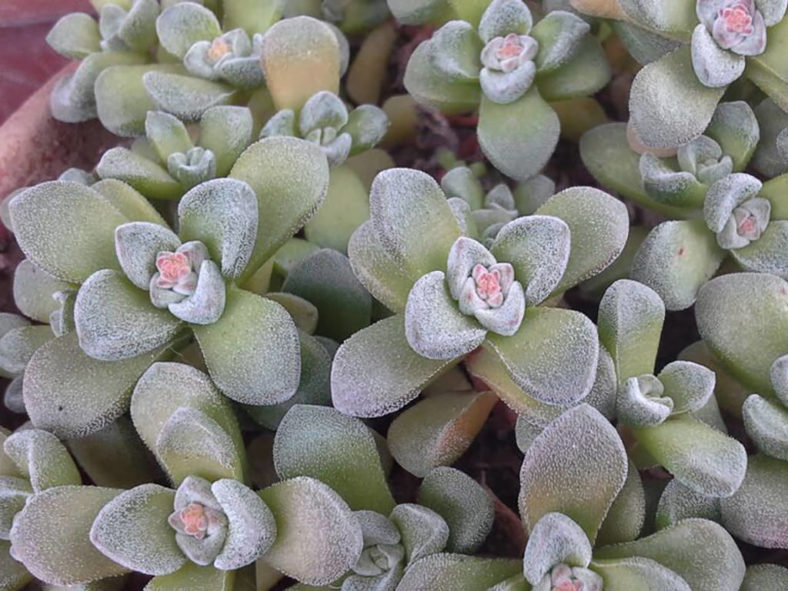 Crassula 'Fernwood'