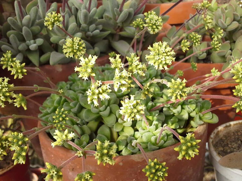 Crassula 'Fernwood'