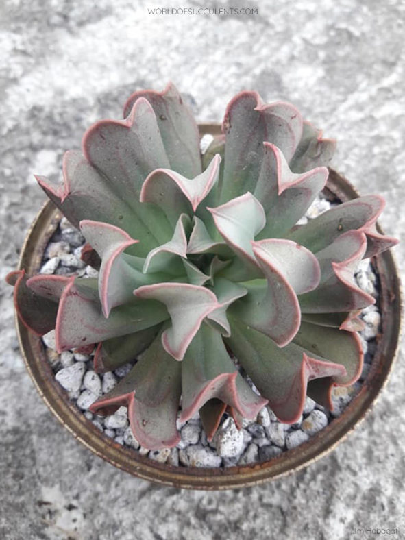 Echeveria 'Dark Vader' aka Echeveria 'Darkness Power'