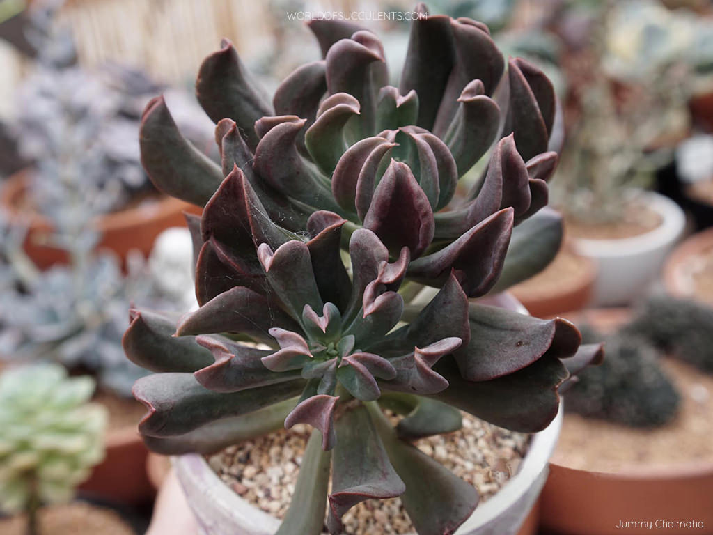 Echeveria 'Dark Vader' aka Echeveria 'Darkness Power'