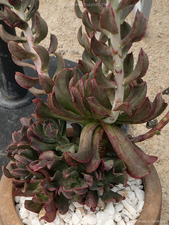 Echeveria 'Dark Vader' aka Echeveria 'Darkness Power'