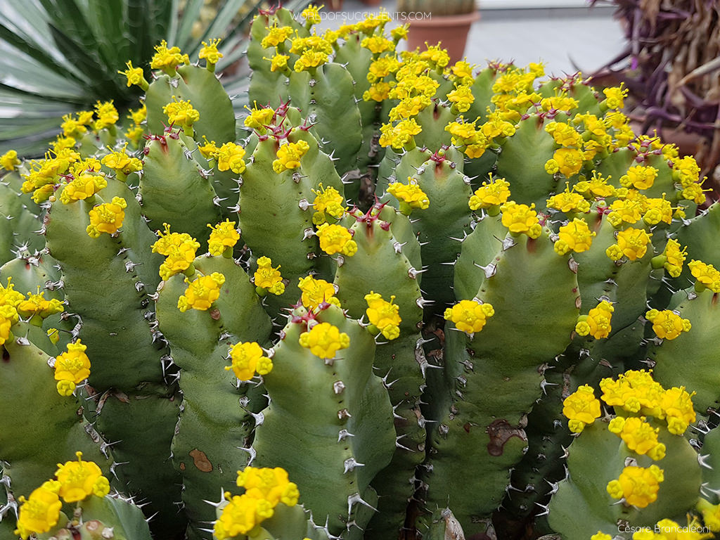 Euphorbia resinifera (Resin Spurge)