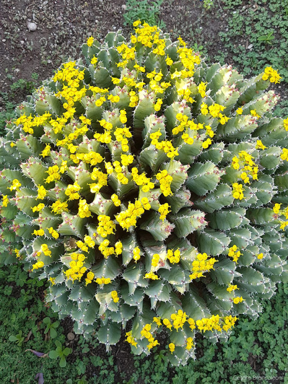 Euphorbia resinifera (Resin Spurge)