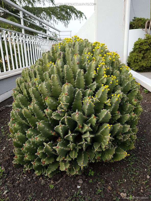 Euphorbia resinifera (Resin Spurge)