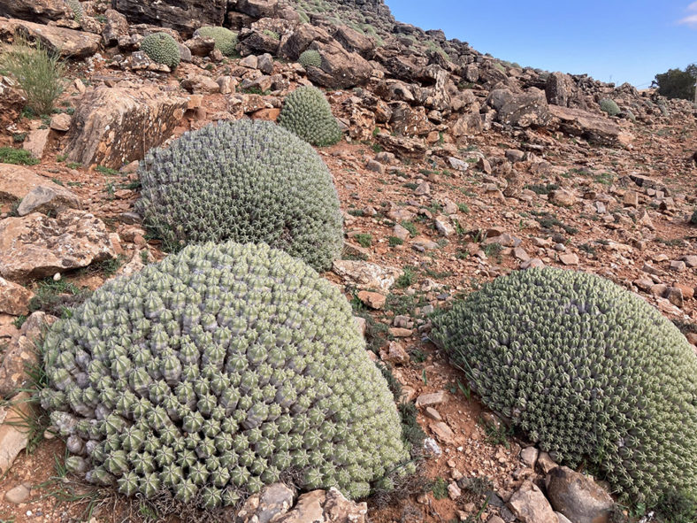 Euphorbia resinifera (Resin Spurge)