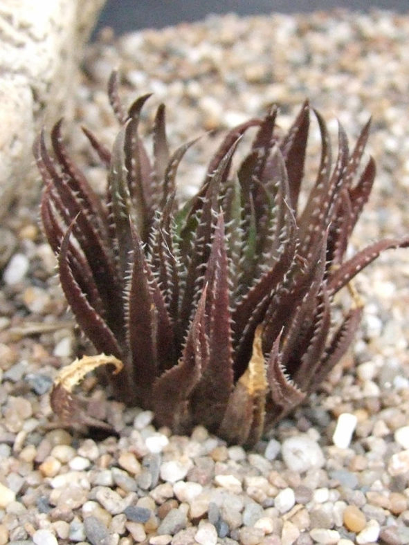 Haworthia monticola