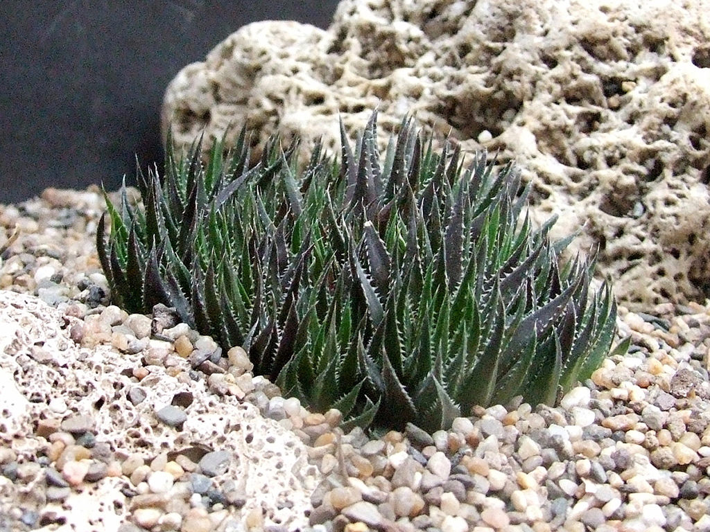 Haworthia monticola