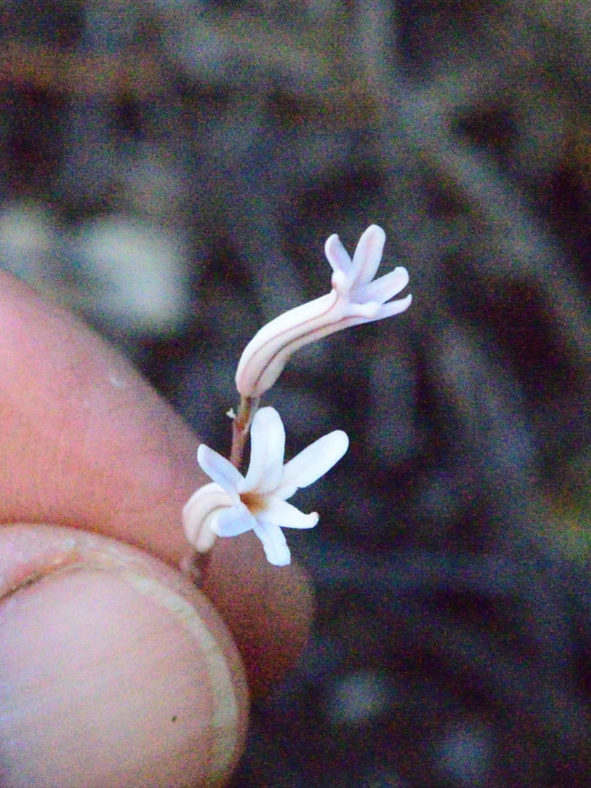 Haworthia monticola