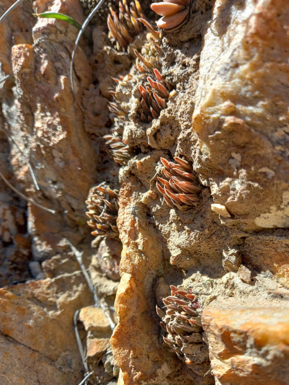 Haworthia monticola