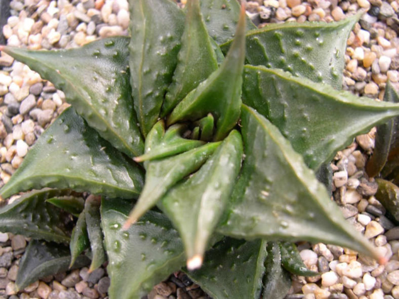 Haworthiopsis limifolia var. arcana aka Haworthia limifolia var. arcana