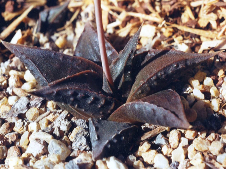 Haworthiopsis limifolia var. arcana aka Haworthia limifolia var. arcana