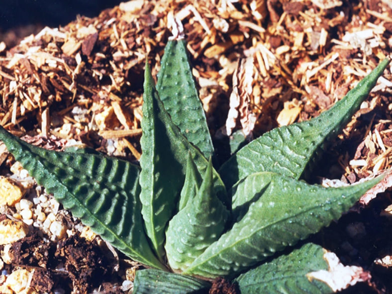 Haworthiopsis limifolia var. arcana aka Haworthia limifolia var. arcana