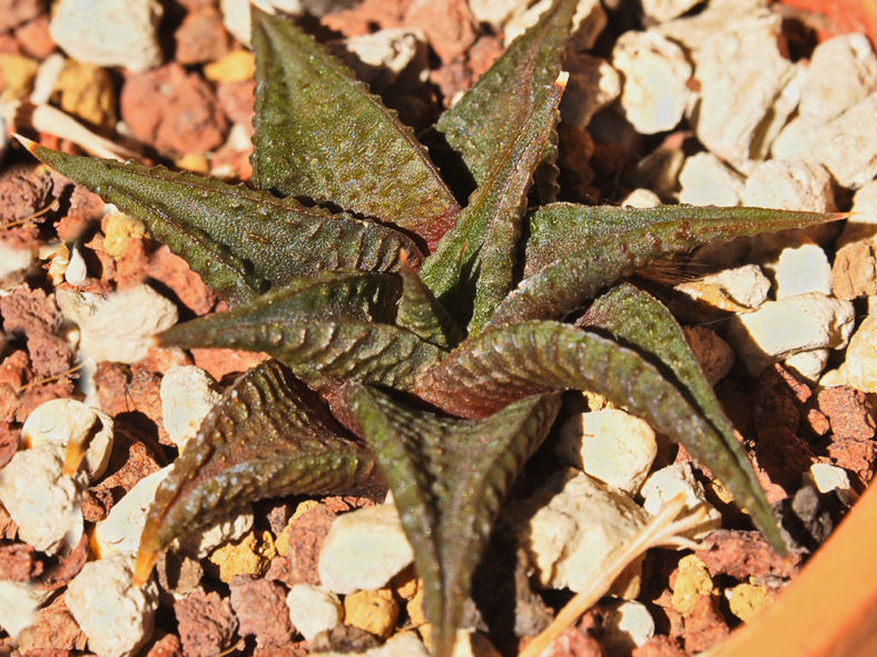 Haworthiopsis limifolia var. arcana aka Haworthia limifolia var. arcana