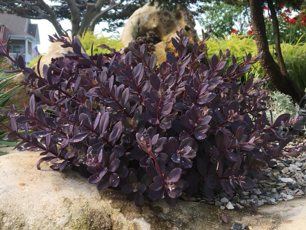 Hylotelephium 'Plum Dazzled' aka Sedum 'Plum Dazzled'