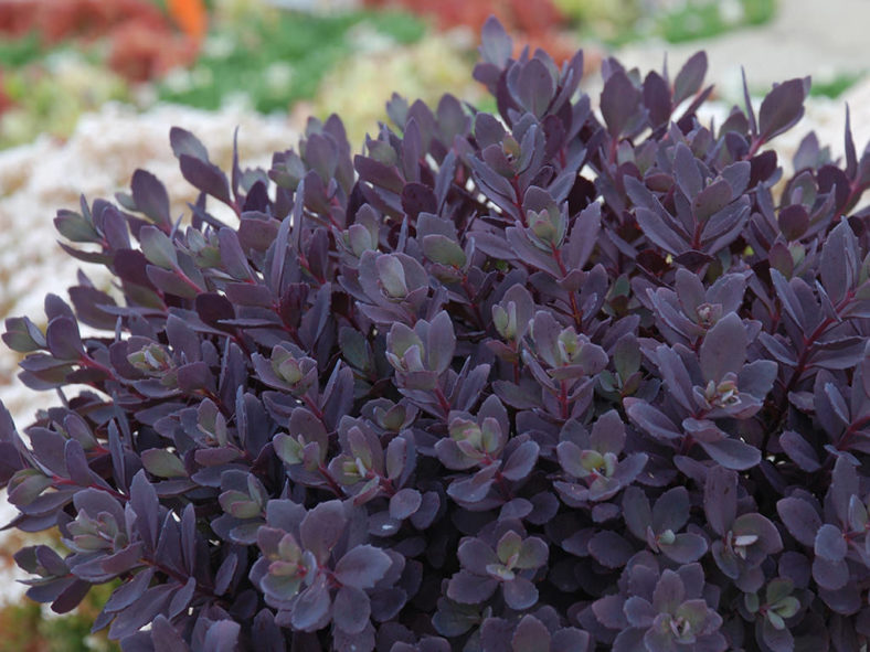 Hylotelephium 'Plum Dazzled' aka Sedum 'Plum Dazzled'