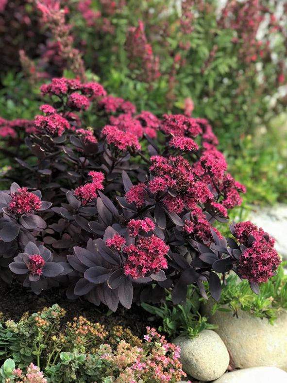 Hylotelephium 'Plum Dazzled' aka Sedum 'Plum Dazzled'