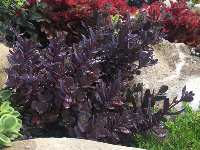 Hylotelephium 'Plum Dazzled' aka Sedum 'Plum Dazzled'