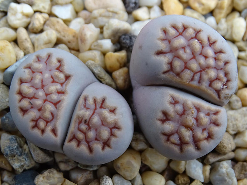 Lithops hallii (Living Stones)