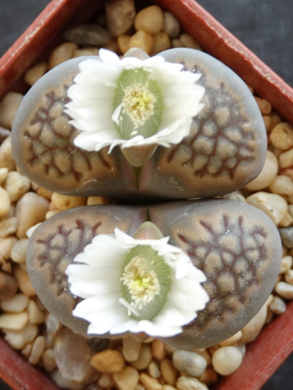 Lithops hallii (Living Stones)