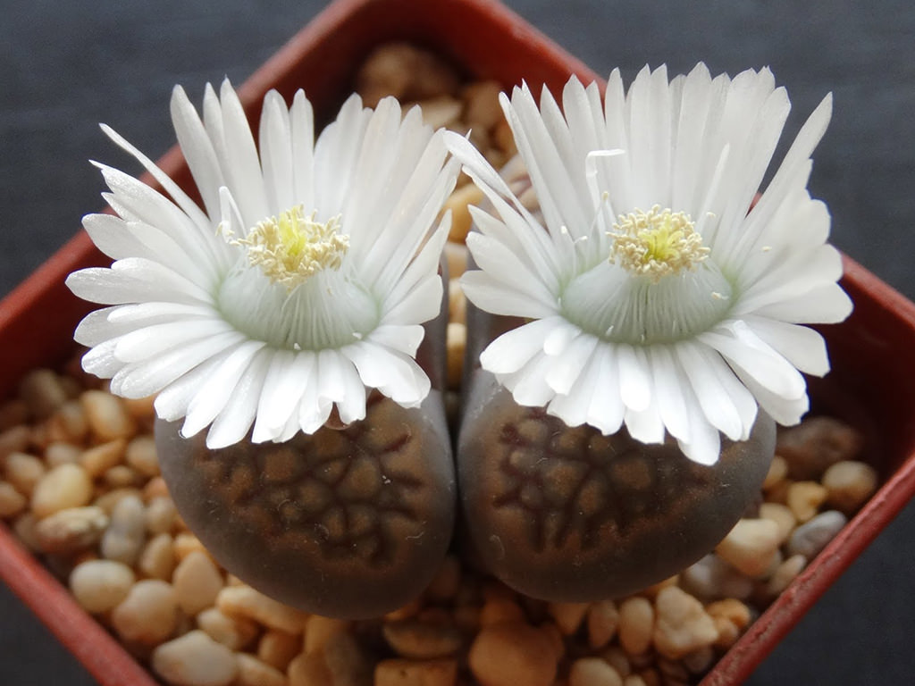 Lithops hallii (Living Stones)