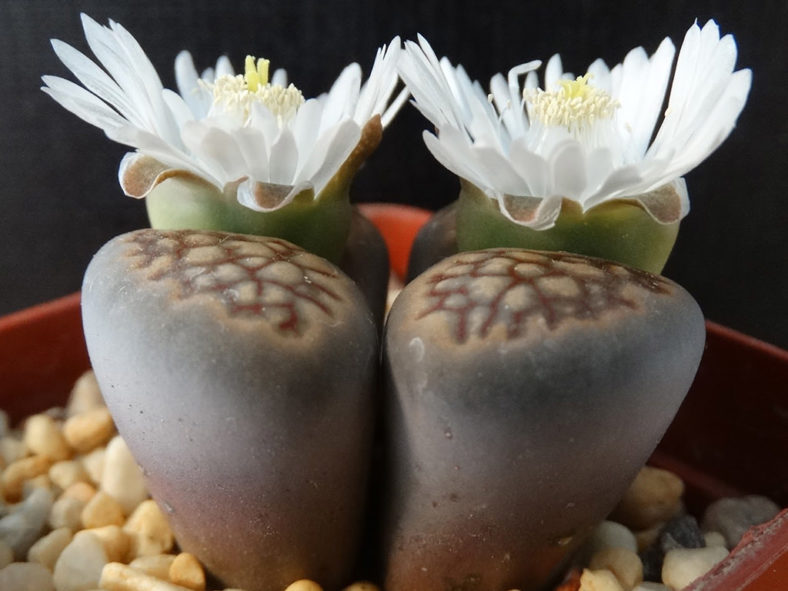 Lithops hallii (Living Stones)