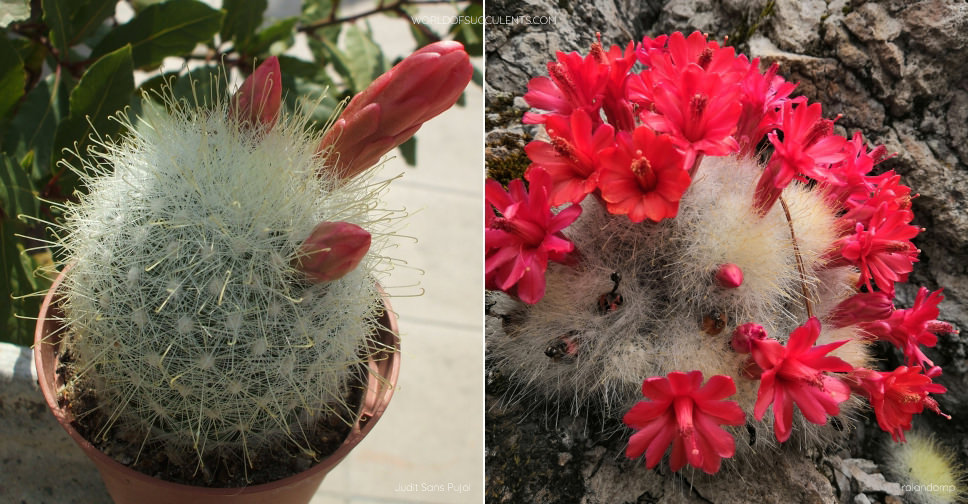 Mammillaria senilis - World of Succulents