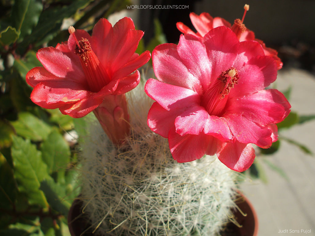 Mammillaria senilis