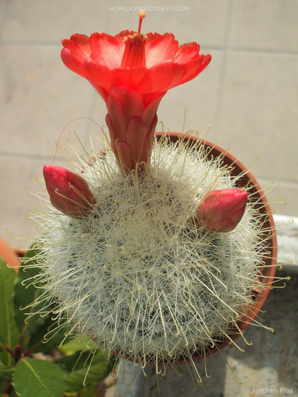 Mammillaria senilis