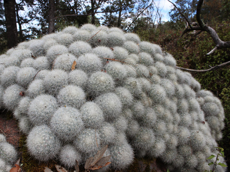 Mammillaria senilis