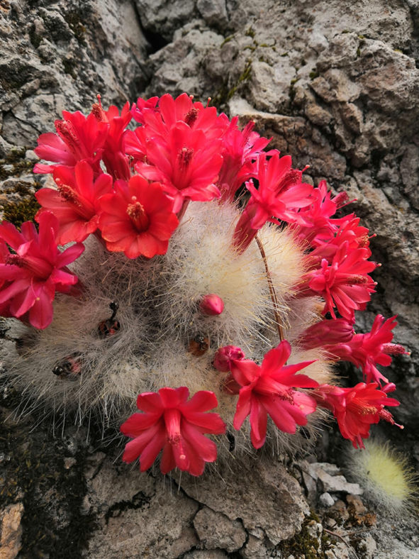 Mammillaria senilis