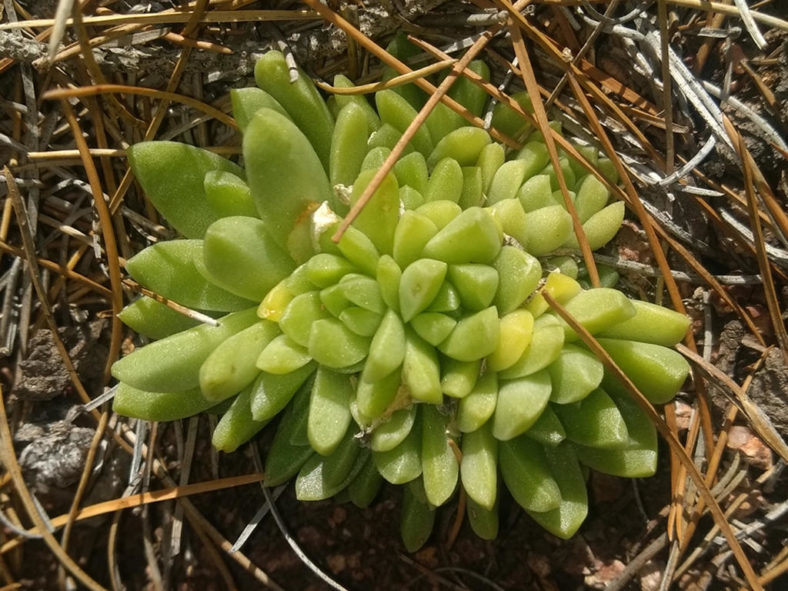 Sedum glabrum